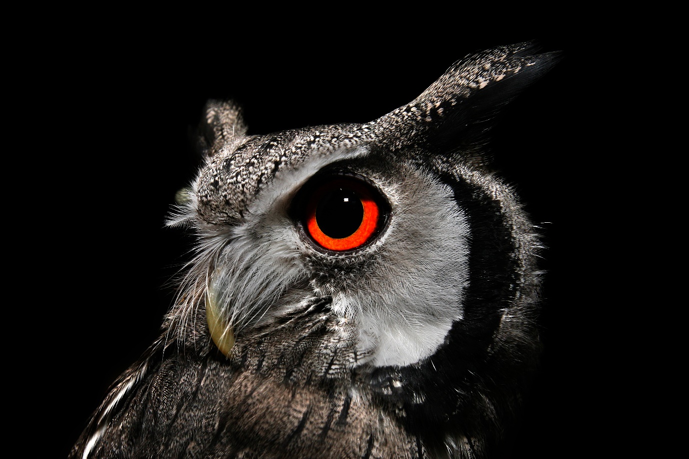Photograph of an owl